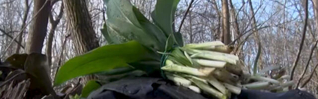 Sremuš je opet u sezoni, ali treba biti oprezan: Ovako izgleda slična, ali otrovna biljka (FOTO)
