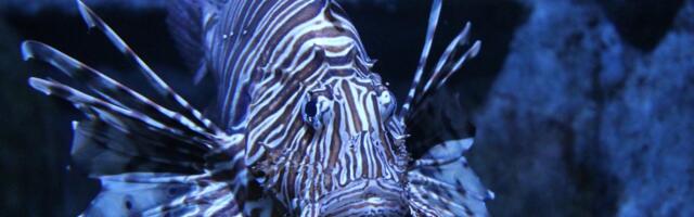 Jadran neće biti isti?! Ove ribe predstavljaju VELIKU OPASNOST, a njihov broj samo raste