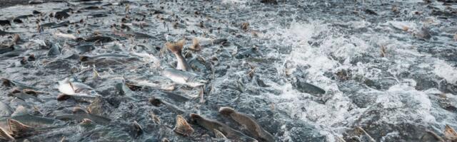 Kokain u rekama promenio ponašanje lososa: Šokatno otkriće švedskih naučnika