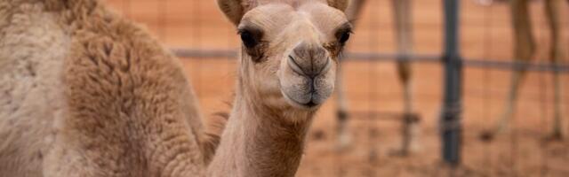 Nova zvezda zoo vrta: Beba dvogrbe kamile rođena posle 35 godina