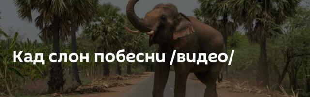 Кад слон побесни /видео/