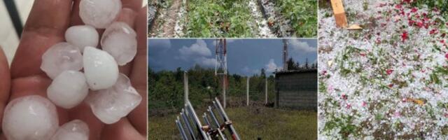 GRAD UNIŠTAVA ZASADE! Vremenske nepogode sve češće, OVO SU JEDINI NAČINI da zaštitite rod