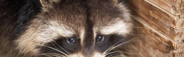 Slađi i bliži: Rakuni bi mogli postati novi kućni ljubimci Amerike