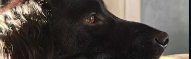 Pas Gruja napisao novogodišnje pismo Deda Mrazu: Da li ćete vi biti njegova sreća u 2026. godini?