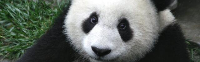 Zimske radosti jednog pande (VIDEO)