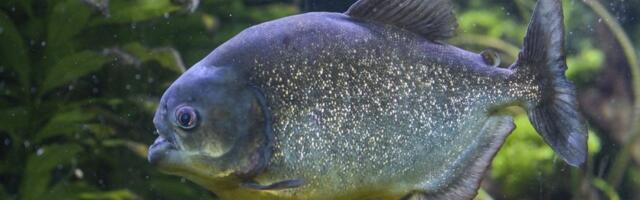 Jeziva tragedija: Devojčicu živu rastrgle pirane - roditelji od prizora nisu mogli da dođu sebi