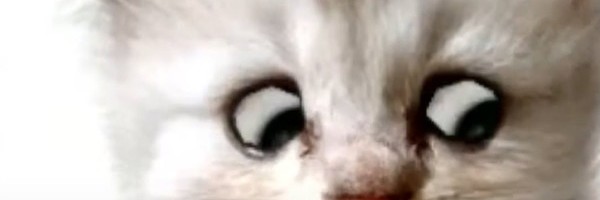 Mačka čudnog pogleda na glavnom sudskom pretresu