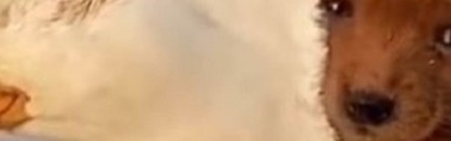 Dve životinje sklopile su prijateljstvo, a njihov snimak otopiće srca i najhladnijih osoba