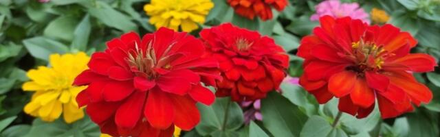 3 biljke imaju magijske moći! Odmah ih nabavite - donose SREĆU i NOVAC (FOTO)