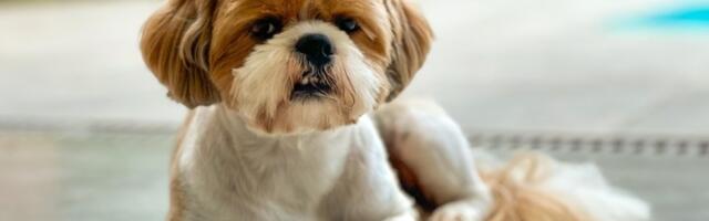 Ovih 8 rasa pasa su NAJTVRDOGLAVIJI: Uvek teraju po svom