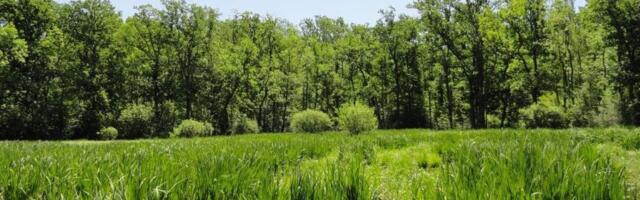 Proglašeno zaštićeno područјe Speciјalni rezervat prirode "Bosutske šume"