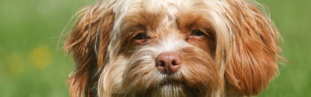 Industrija dudlova vredi milijarde, vlasnici prijavljuju ozbiljne mentalne probleme popularnih mešanaca