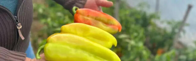 UZ OVAJ RASTVOR MLADE PAPRIKE RAĐAJU KAO LUDE! Nema jače PRIHRANE od ove, SAMO IH POPRSKAJTE