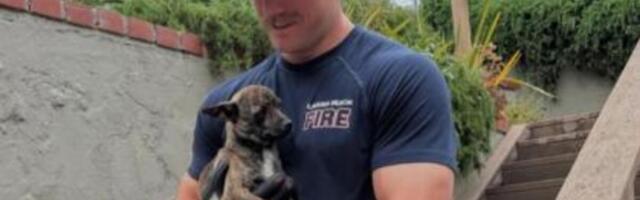 "DOĐI, MOJA MAČKA JE..." Žene masovno odlepile za vrelim vatrgascem, bez dlake na jeziku komentarišu ovaj detalj!