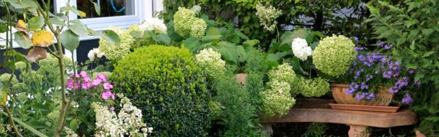 Ne zalivate, ne pazite, a sve cveta: Ovih 5 biljaka same prave raj u dvorištu