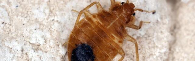 Ovaj miris tera stenice iz kuće: Napravite sprej od 2 sastojka i rešite problem za minut