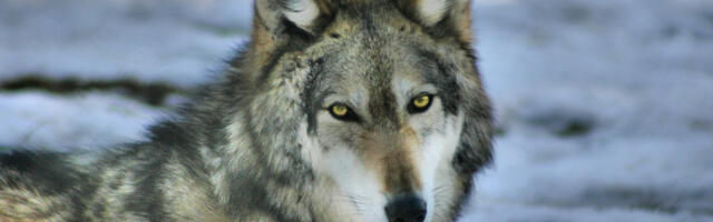 Horor pored Ikee: Ženu vuk ugrizao za lice kad je pokušala da ga “preusmeri”