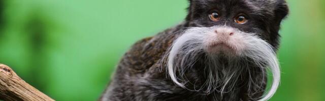 Lopovi isekli ogradu poznatog zoološkog vrta: Ukrali dva brkata stvorenja iz prašume Amazona