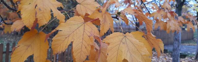 DANAS OBLAČNO, SUTRA KIŠA