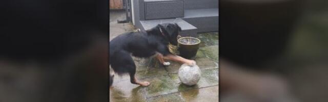 Sve zaledilo, pas "spašava" loptu (VIDEO)