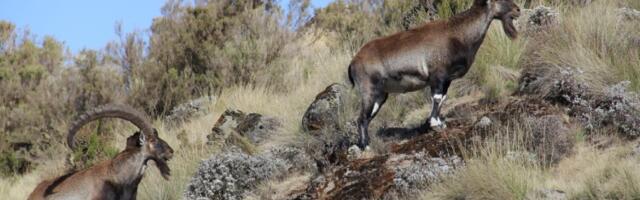 Životinje koje su istrebljene u 21. veku