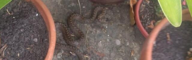 Krenula najezda zmija, stručnjak za ove gmizavce Dejan Bisenić upozorava: Ovako se najčešće dešavaju ugrizi