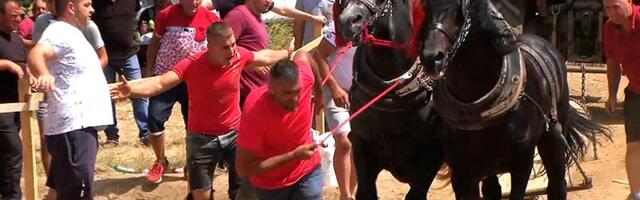 Otkazani “Čobanski dani” u Kosjeriću