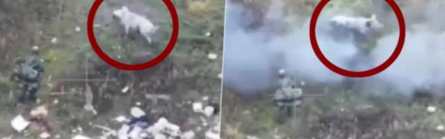 RUSKE VOJNIKE OD SIGURNE SMRTI SPASILA SVINJA Pogledajte neverovatan snimak sa fronta! (VIDEO)