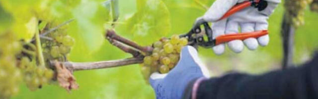 Француска поново крчи винограде