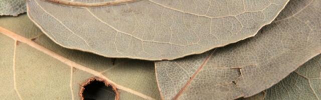 Zašto sve više Srba stavlja lovorov list na vrata? Otkrivamo značenje ovog tajnog rituala