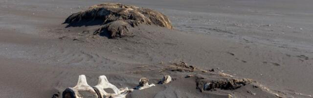 Horor u Splitu: Sin ubio oca pa delove tela razbacao po plažama