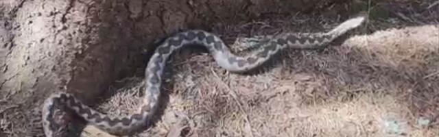 Nastavnik Ivan iz Osečine goloruk krenuo na zmije: Poskoci već izmileli, uhvatio 8 primeraka