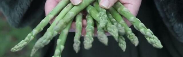 Jednom ih posadite, pa godinama bujaju kao iz vode! Da li znate koje su najdugovečnije biljke? Spisak iznenađuje