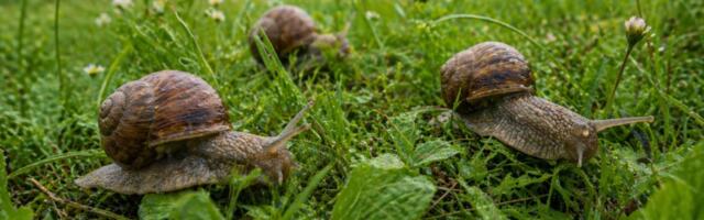 “Puzajuća zarada“: Kišni dani idealni za sakupljače puževa u okolini Čačka