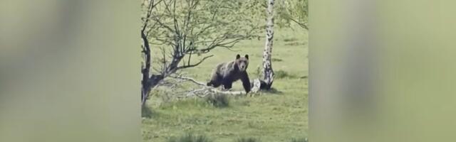 Kroz ovu srpsku planinu NIKAKO ne idite sami! Meštani oči u oči sa opasnom ZVERI, a susreti sve češći (VIDEO)