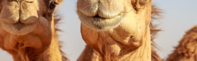 U Australiji neočekivani broj kamila pravi velike probleme