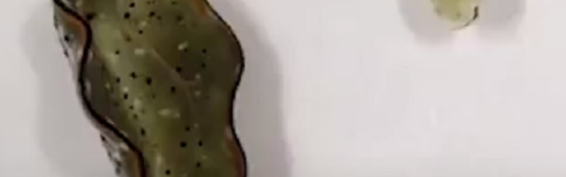 Ovaj morski puž menja svoje telo kad god poželi, odvaja glavu od tela i tako živi!