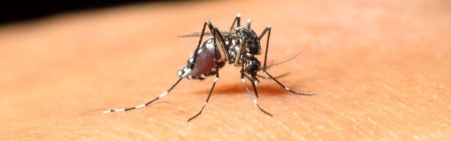 Večeras zaprašivanje komaraca širom Beograda