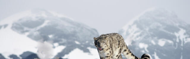 HOROSKOP ZA NEDELJU, 5. FEBRUAR Ovan se zaljubljuje na prvi pogled, kod Raka će doći do svađe u porodici, Vodoliji moguća povreda