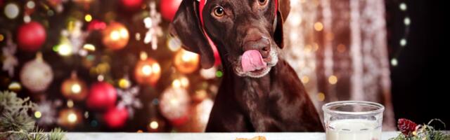 Lažni šampanjac, ostaci mesa i peciva opasni za psa: Kako treba da izgleda PRAZNIČNI OBROK vašeg ljubimca