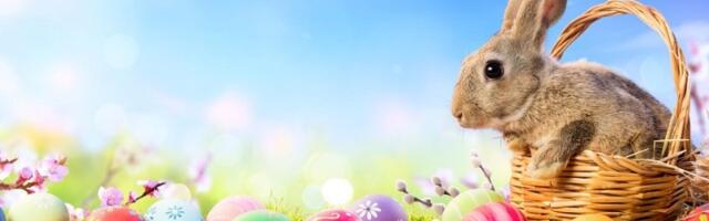 Kako je zec postao simbol Uskrsa: Priča o tradiciji, simbolici i malo magije
