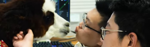 Kompanija "zaposlila" lamu kako bi smanjila stres zaposlenih