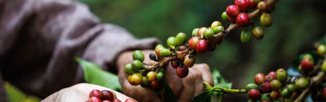 Brazil strahuje da će izgubiti tržište instant kafe u SAD zbog Trampovih carina