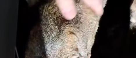 Vozač opisao nesvakidašnji susret na potezu od Nove Varoši do Prijepolja (VIDEO)