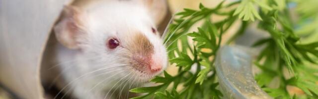 Miševi beže kao LUDI od mirisa ove biljke! Neće se više vraćati