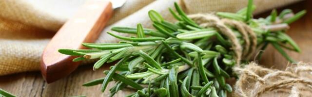 Biljka koja se od davnina čuva kao AMAJLIJA: Donosi sreću i novac, a neki je drže i pored kreveta