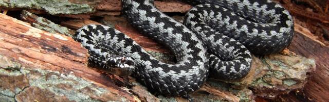 Sa toplim vremenom sve više zmija – kako prepoznati otrovnicu?