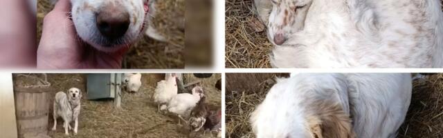 Pas na lancu, sklupčan u kokošinjcu, grudi nabrekle, štenaca nigde: Vlasnici je više ne žele