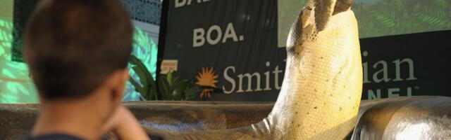 Drevni džin bio je dugačak do 15 metara: Da li je ovo najveća zmija koja se kretala našom planetom?