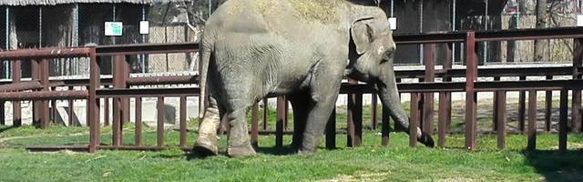 ZOO VRT U VREME KORONE: “Životinjama prija mirniji tempo”